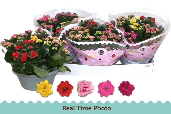 <h4>KAL GE GEM I POT</h4>