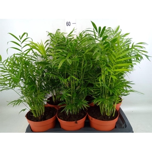 Chamaedorea elegans