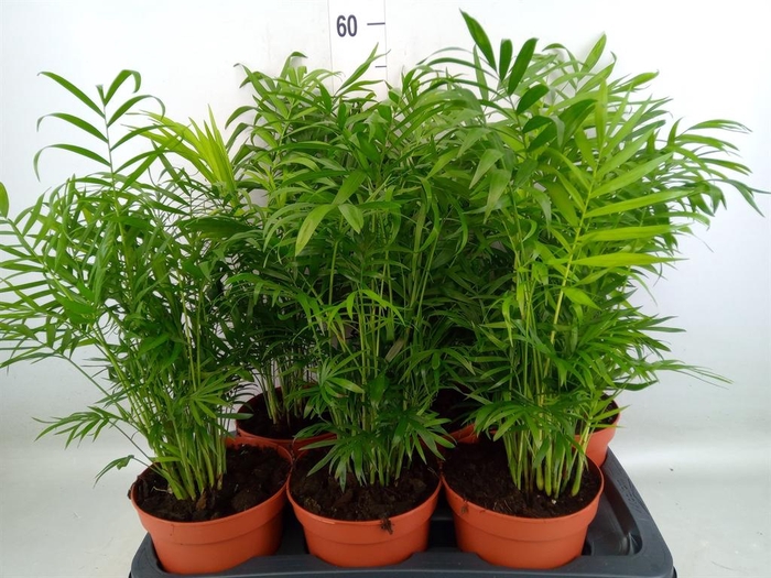 <h4>Chamaedorea elegans</h4>