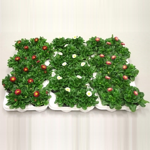 Bellis speed star kleur per tray, diverse kleuren per laag.