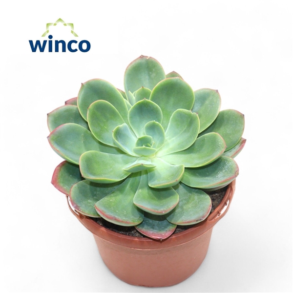 <h4>Echeveria Luella</h4>