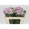 Dianthus Br Amazon Rose Magic