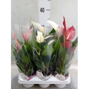 Anthurium   ...mix