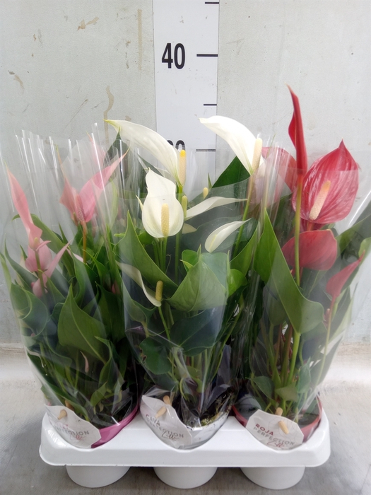 <h4>Anthurium   ...mix</h4>