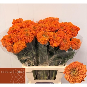 Tag E Promise Orange