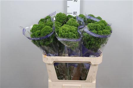 <h4>Trachelium caer. 'Jade'</h4>