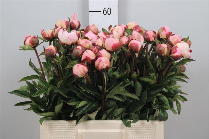 <h4>Paeo Gardenia</h4>