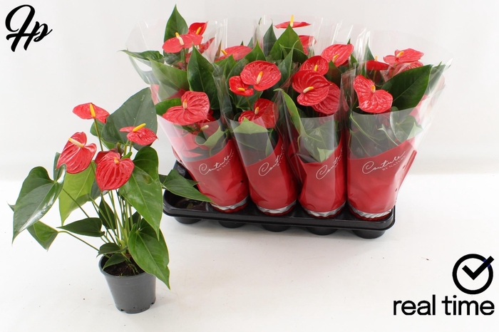 <h4>ANTHU AN ESUDO</h4>