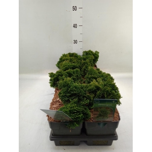 Chamaecyparis obt. 'Nana Gracilis'