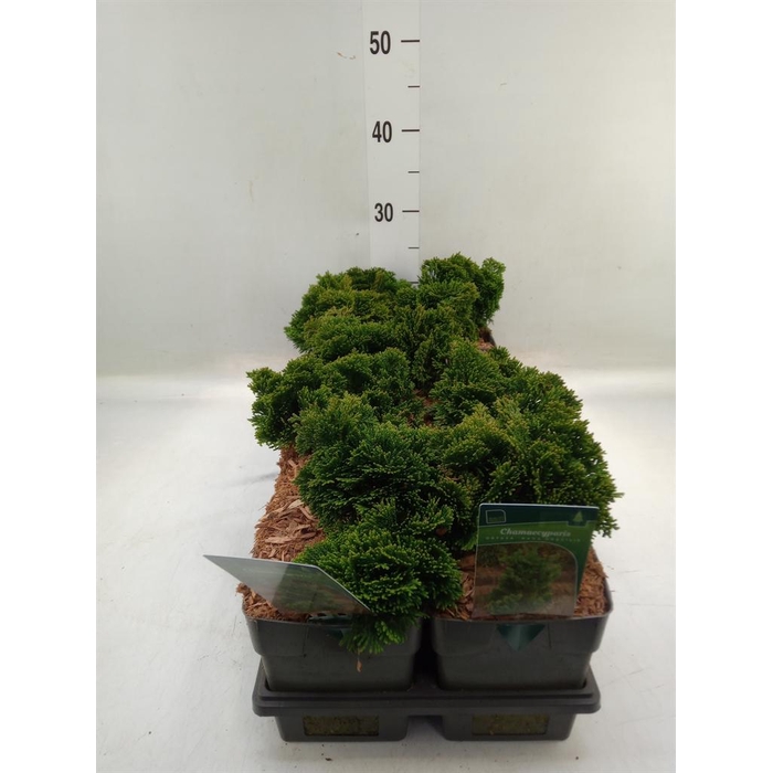 <h4>Chamaecyparis obt. 'Nana Gracilis'</h4>