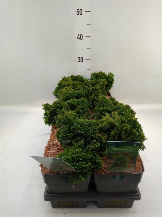 <h4>Chamaecyparis obt. 'Nana Gracilis'</h4>