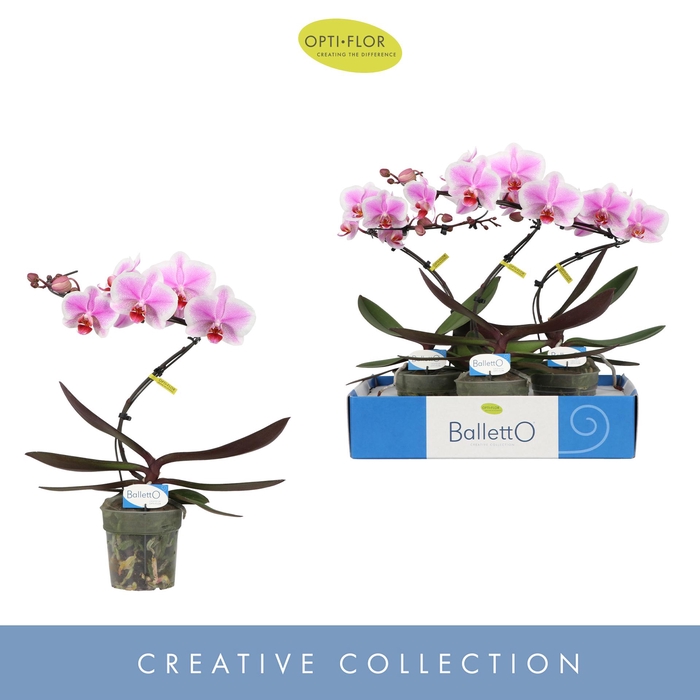 <h4>Balletto Spinturn 1 spike</h4>