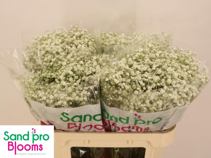 <h4>GYPS PA XLENCE</h4>