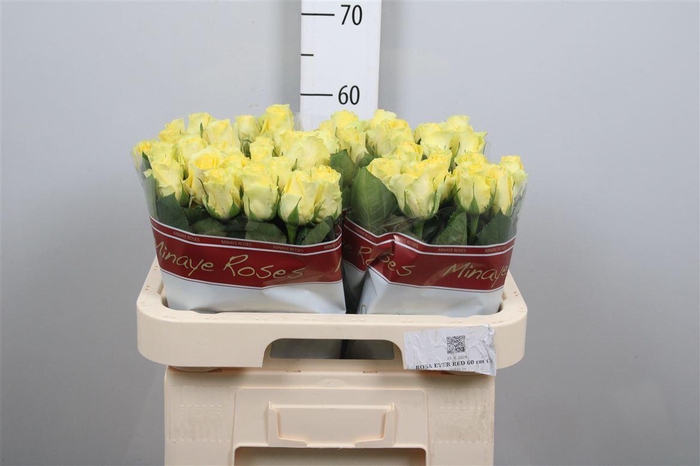 <h4>R Gr Minion Rose</h4>