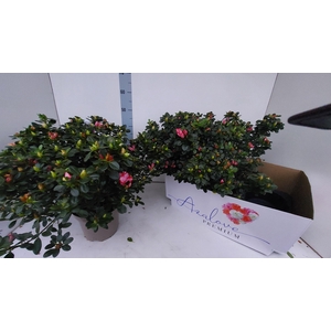 RHODO SI SACHSENSTER