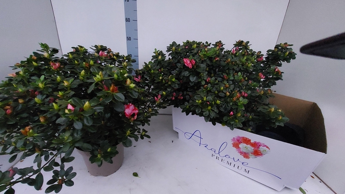 <h4>RHODO SI SACHSENSTER</h4>