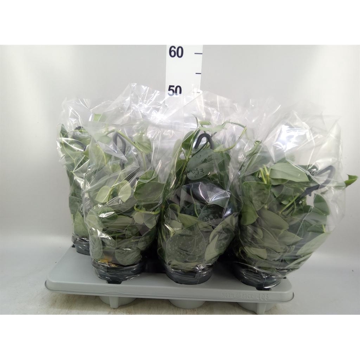 <h4>Scindapsus pictus 'Silvery Ann'</h4>