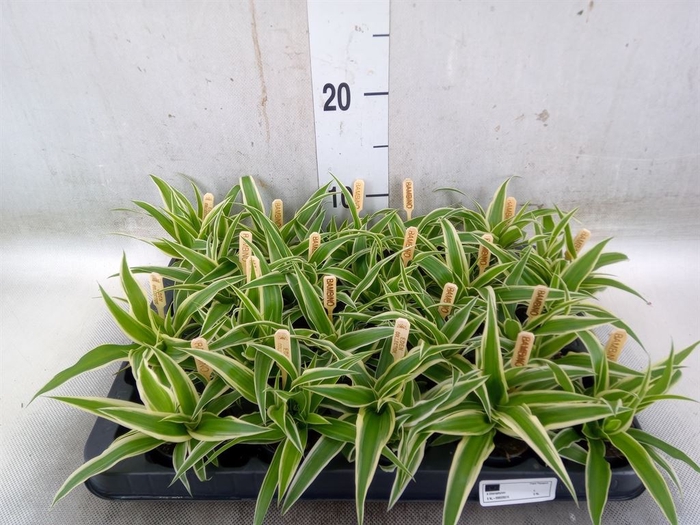 <h4>Chlorophytum com. 'Ocean'</h4>