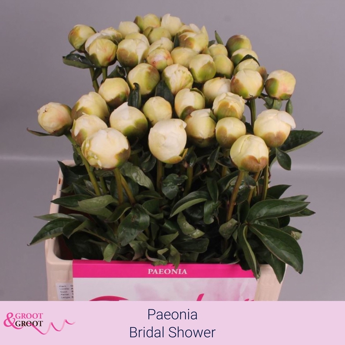 <h4>PAEONIA LACT. 'BRIDAL SHOWER'</h4>
