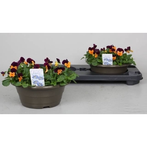 VIO CO P  O W P WING