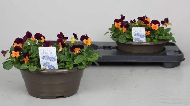 <h4>VIO CO P  O W P WING</h4>