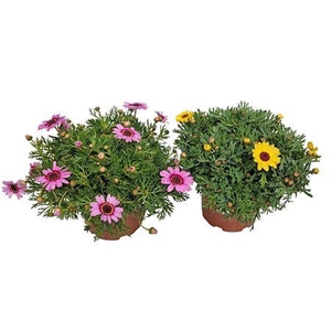 Argyranthemum Grandaisy Mix