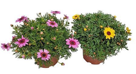 <h4>Argyranthemum Grandaisy Mix</h4>
