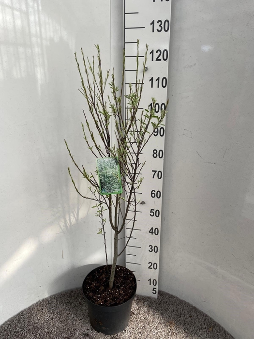 <h4>AMELAN ALNIFOLIA</h4>