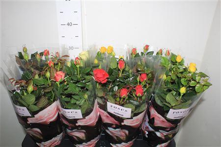 <h4>Ro Pathit Gem 5 Srt</h4>