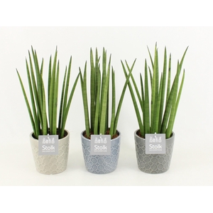 Sansevieria Cylindrica in Gaia keramiek
