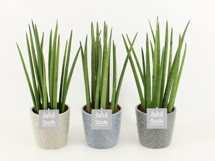<h4>Sansevieria Cylindrica in Gaia keramiek</h4>