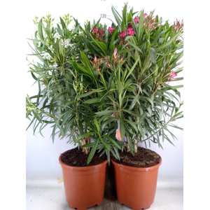 Nerium oleander   ...