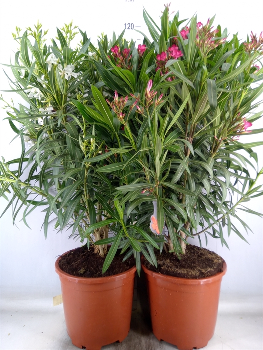 <h4>Nerium oleander   ...</h4>