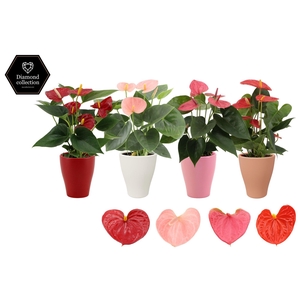 Anthurium 9 cm 4 color mix in Carly ceramics