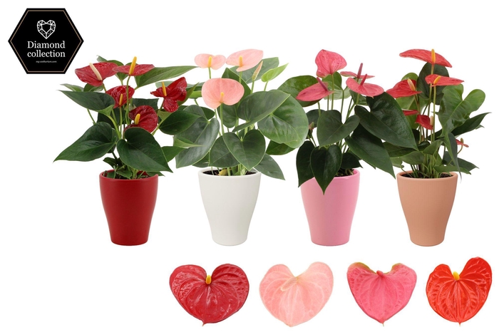 <h4>Anthurium 9 cm 4 color mix in Carly ceramics</h4>