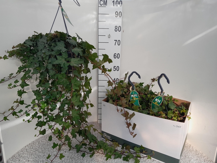 <h4>HED HE WONDER</h4>