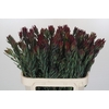 Leucadendron Blush Spray