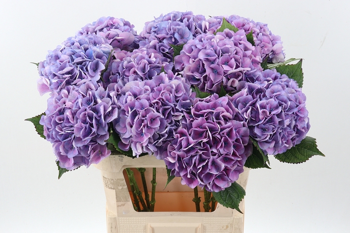 <h4>Hydr M Royal Love B</h4>