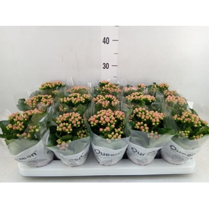 Kalanchoe  'RoseFlow Audrey'