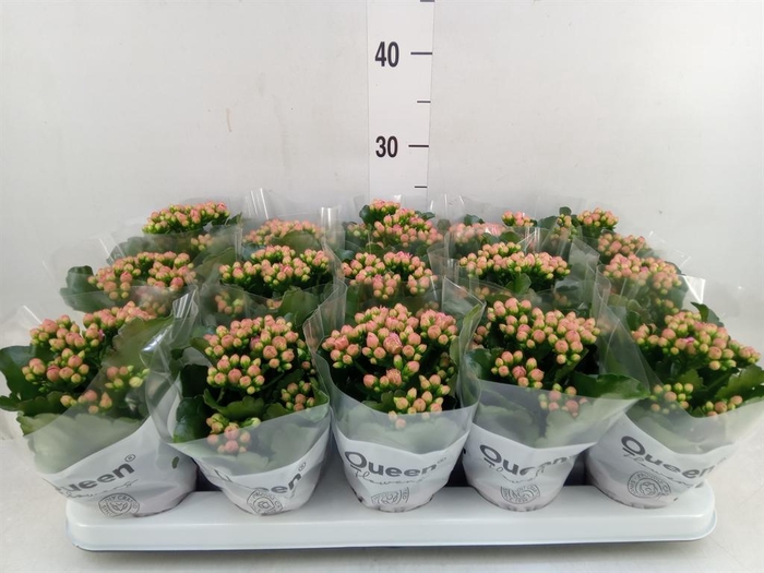 <h4>Kalanchoe  'RoseFlow Audrey'</h4>