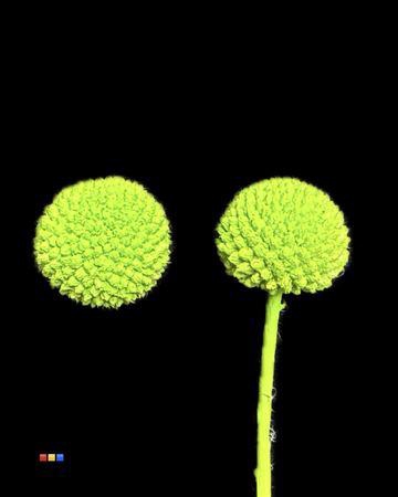 <h4>Craspedia Klb Green</h4>