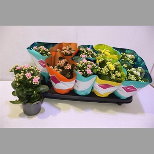 Kalanchoe Double Deluxe Mix
