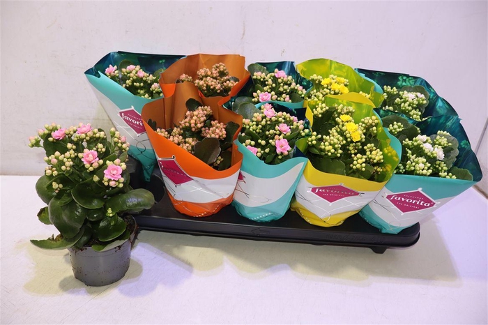<h4>Kalanchoe Double Deluxe Mix</h4>
