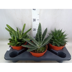 Aloe   ...mix