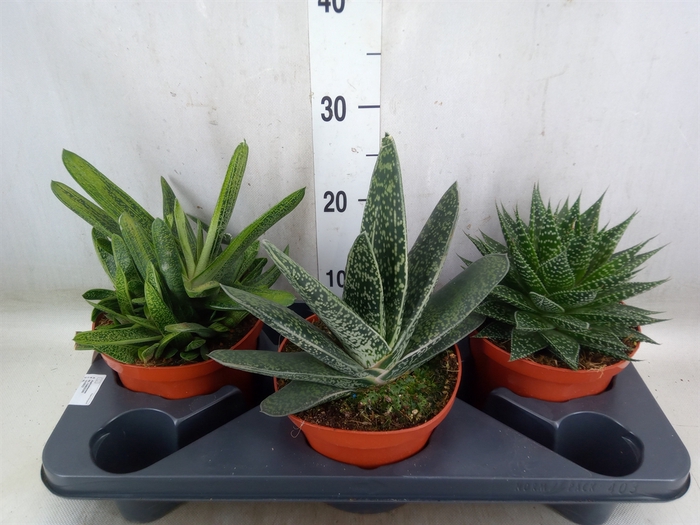 <h4>Aloe   ...mix</h4>
