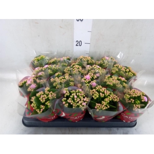 Kalanchoe blos. 'Calandiva Zeta'