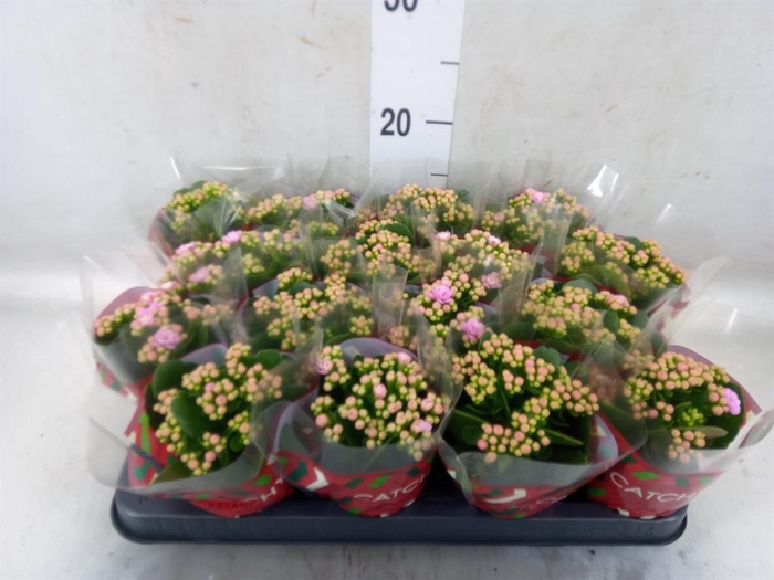 <h4>Kalanchoe blos. 'Calandiva Zeta'</h4>