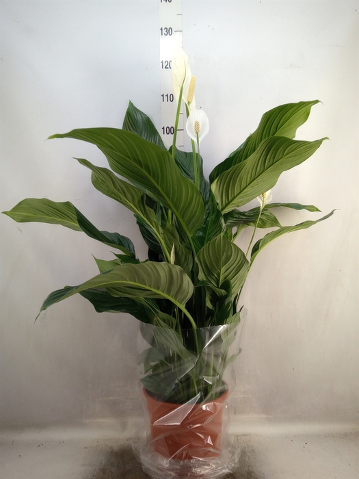 Spathiphyllum  'Sweet Silvana'