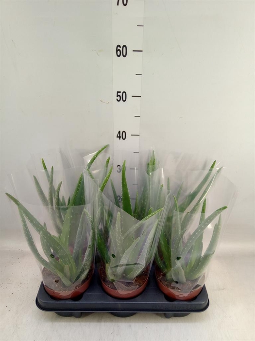 <h4>Aloe vera</h4>