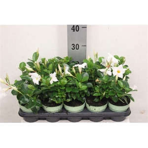 Mandevilla Sundaville White